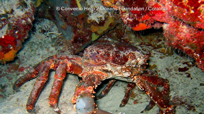 True Crabs (59)3